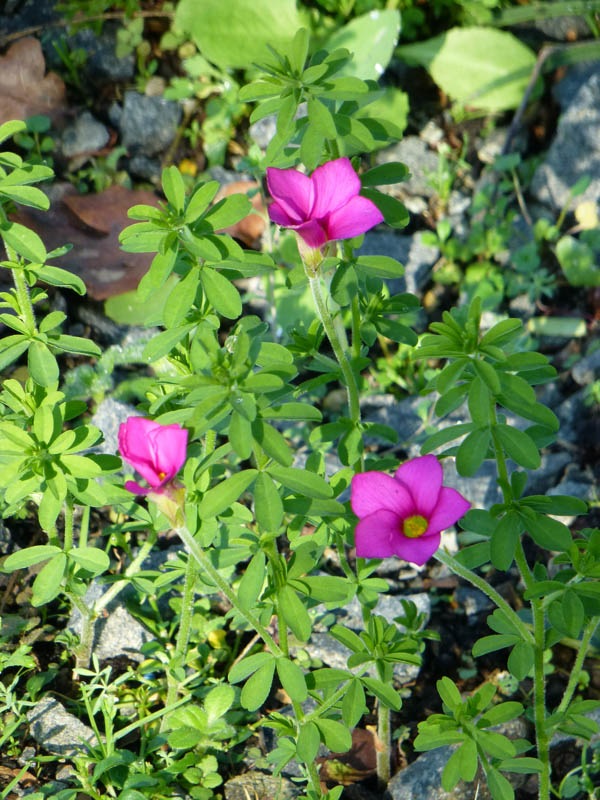 Oxalis hirta en fleurs sur des pentes rocailleuses du Cap, Afrique du Sud